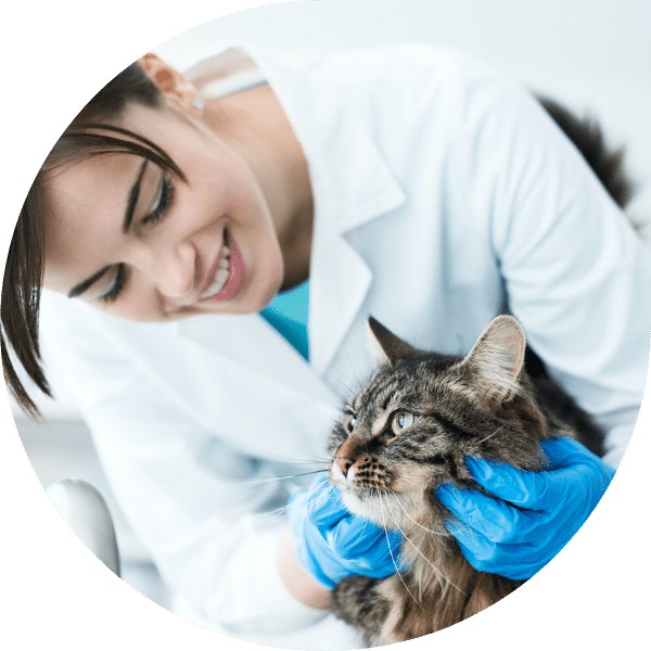 Veterinarian assessing a cat