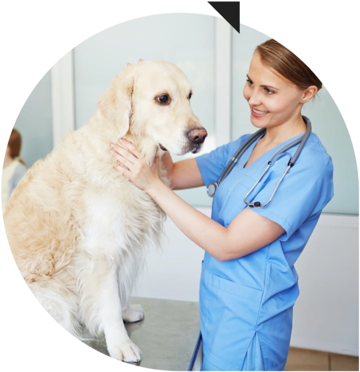 Veterinarian treating a large dog