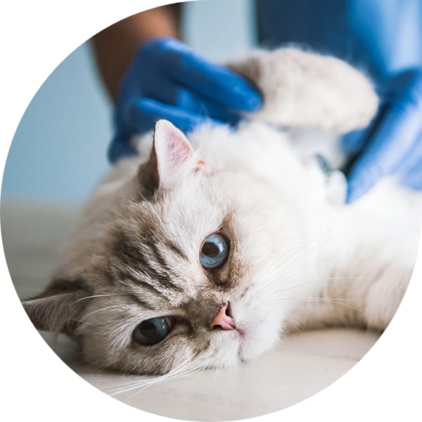 vet help really cute cat