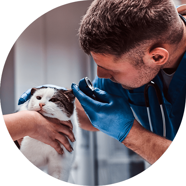 Veterinarian