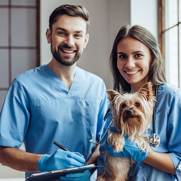 two vets with a yorkie